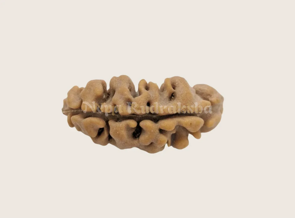 Front view of moon shaped nepali rudraksha