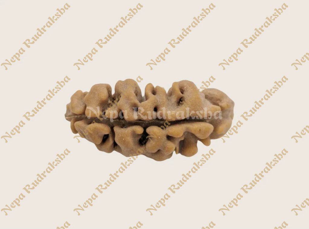 Front view of moon shaped nepali rudraksha