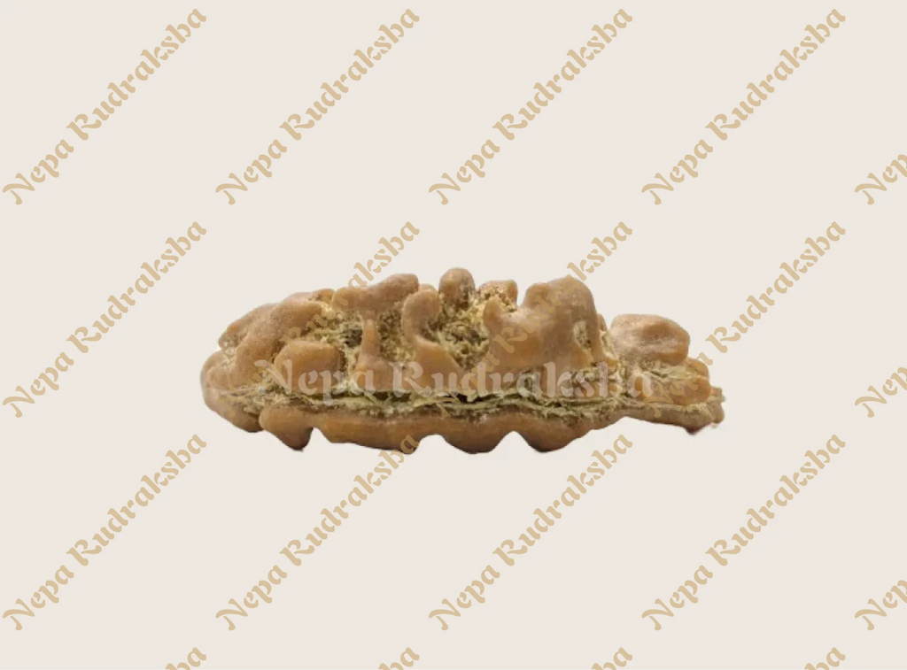 Nepali moon shaped ek mukhi rudraksha