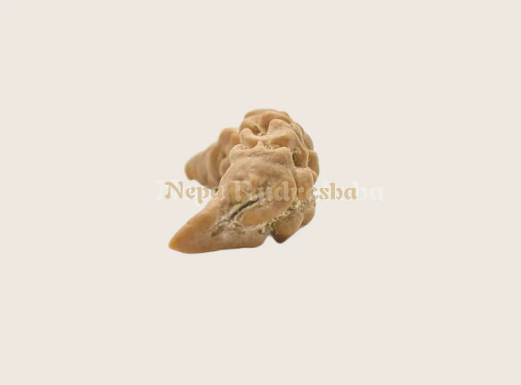 Moon Shaped 1 mukhi nepali rudraksha