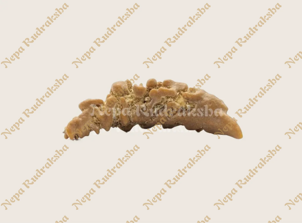 Ek Mukhi Moon shaped nepali rudraksha 