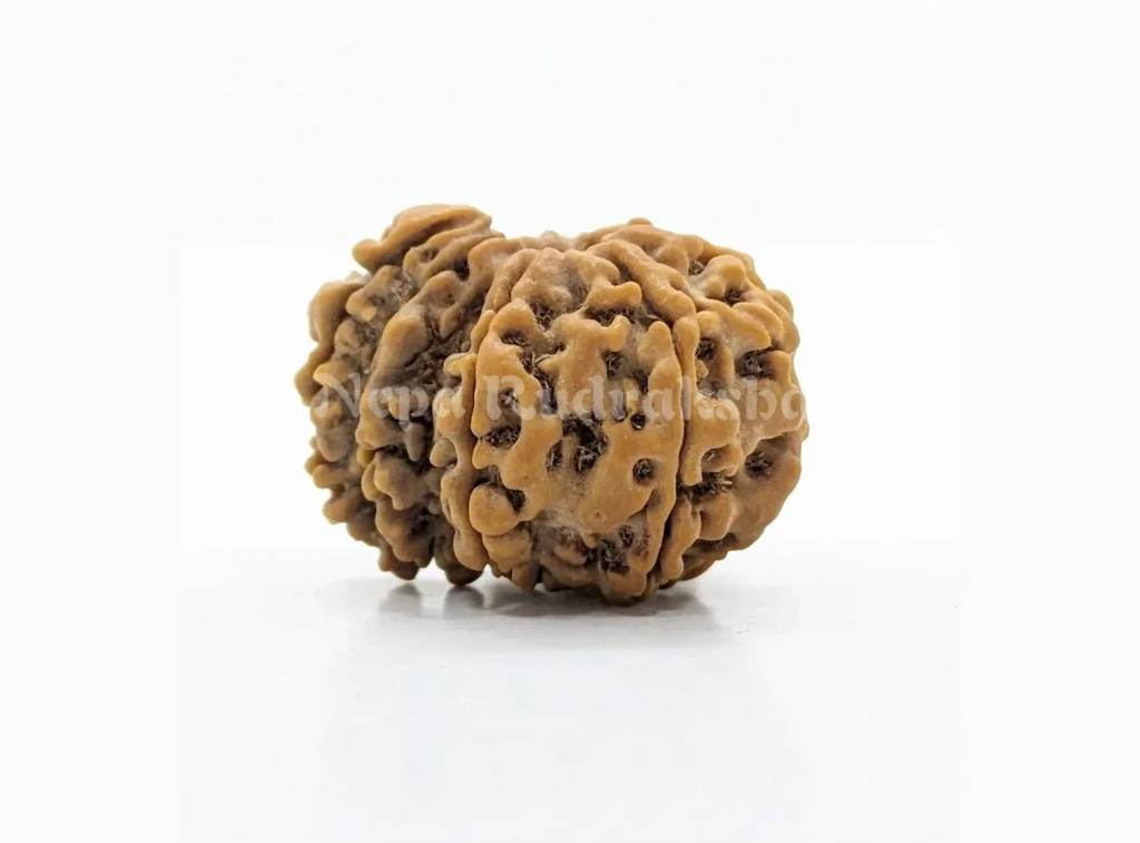 Front View of Ek Mukhu Savar Nepali Rudraksha