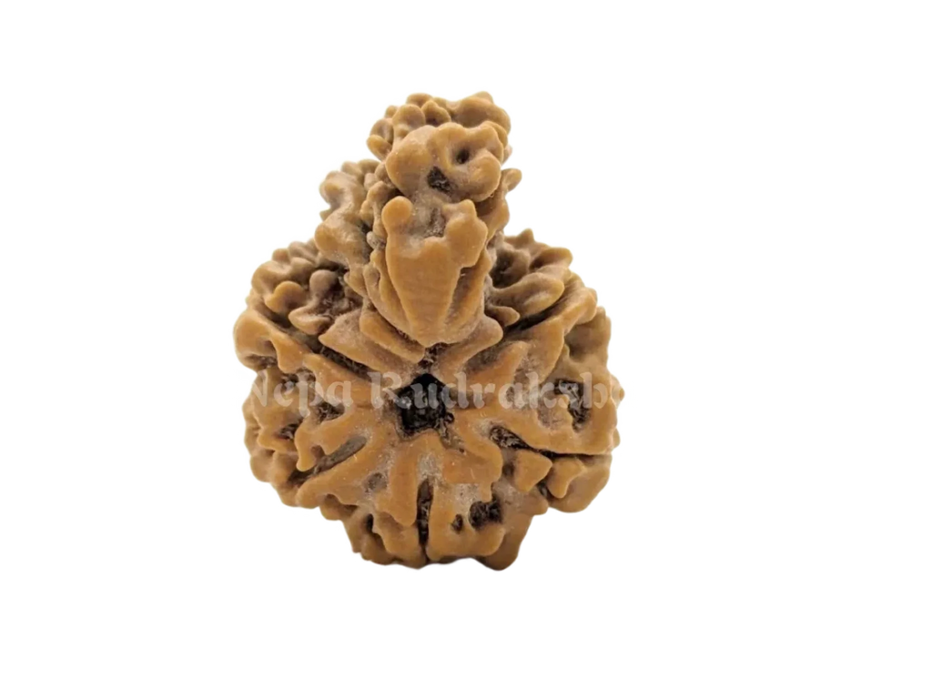 Nepali Ek Mukhi Savar Rudraksha