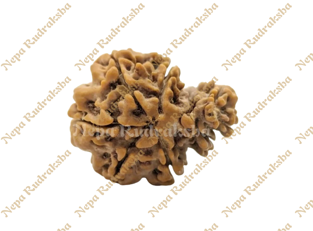 Ek Mukhi Savar Nepali Rudraksha