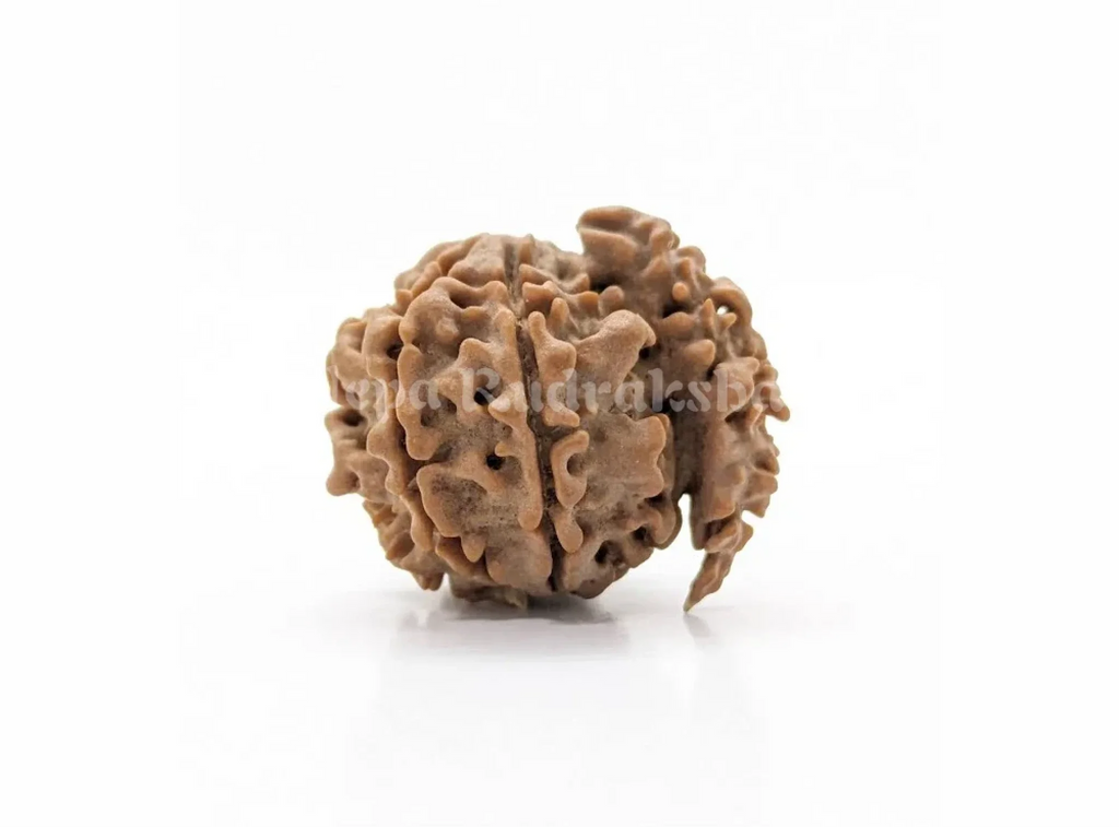 1 Mukhi Savar Nepali Rudraksha