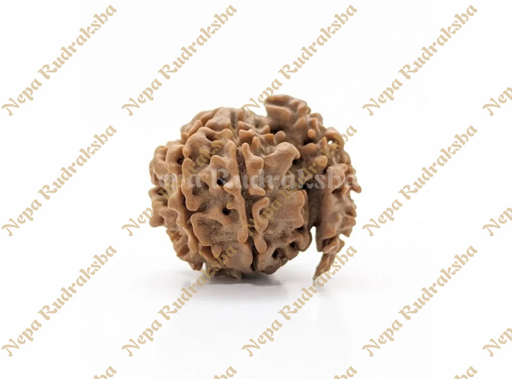 1 Mukhi Savar Nepali Rudraksha