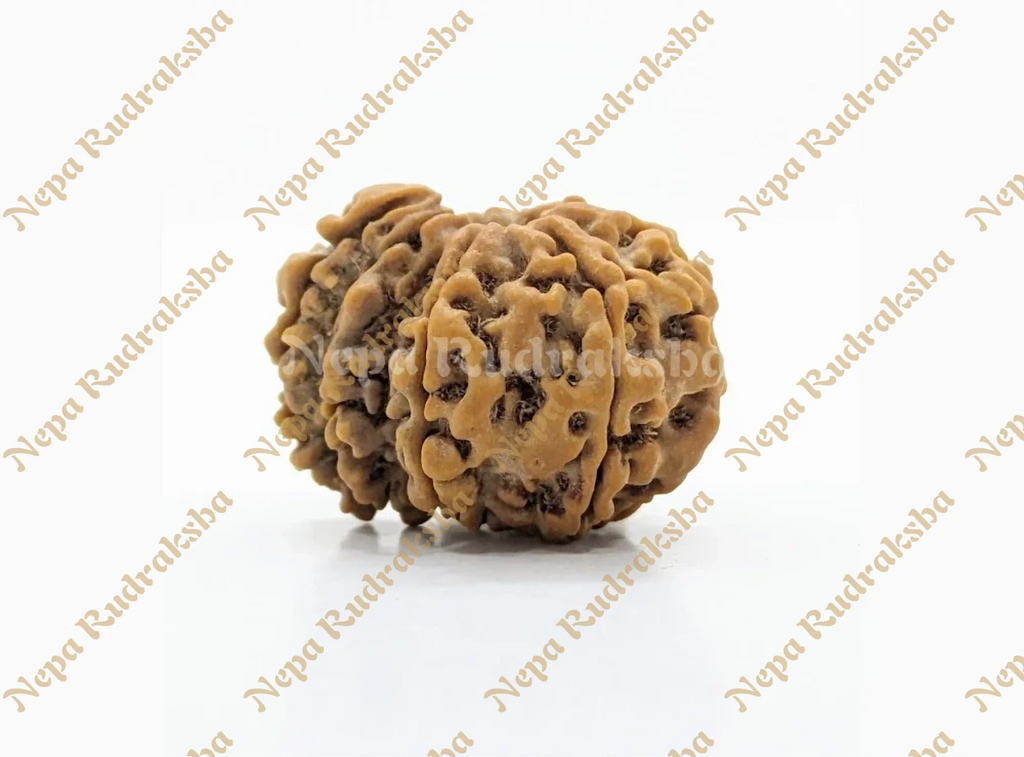 Front View of Ek Mukhu Savar Nepali Rudraksha