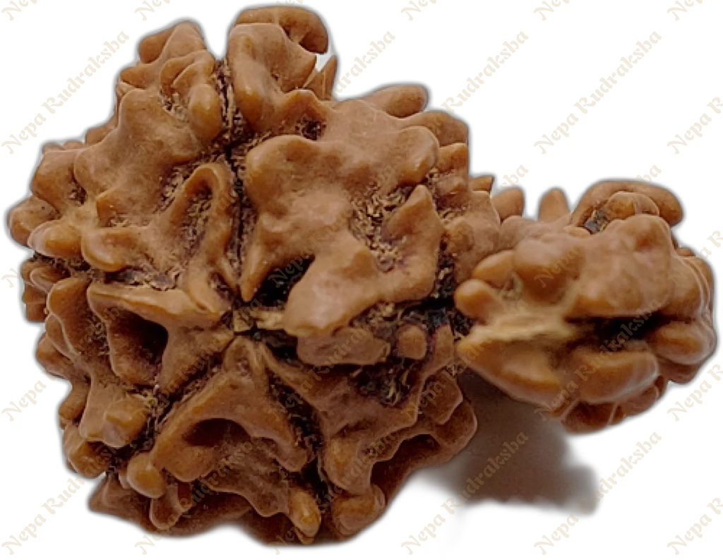 Nepali 1 Mukhi Savar Collector Rudraksha