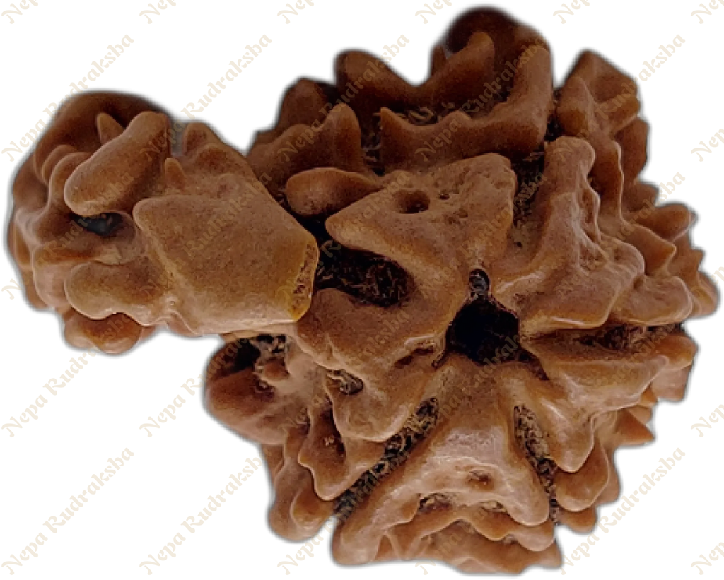 Top View of 1 mukhi savar collector rudraksha