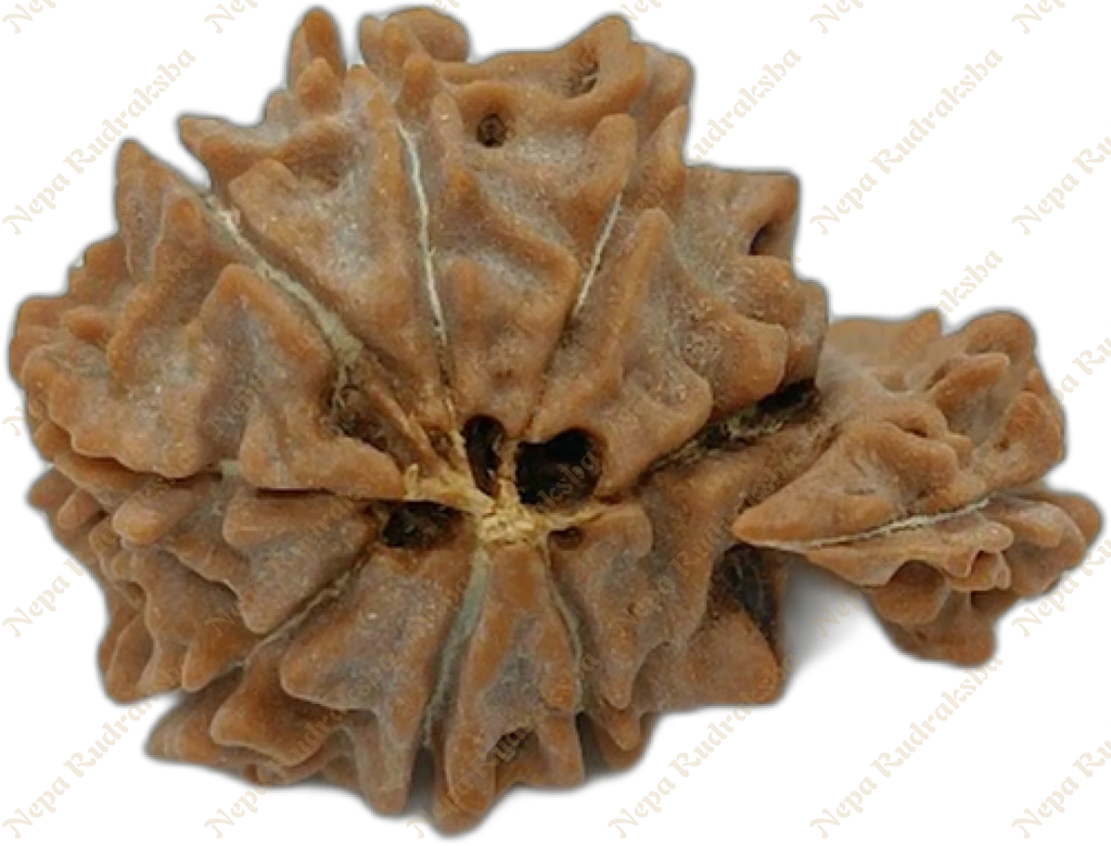 1 Mukhi savar nepali rudraksha