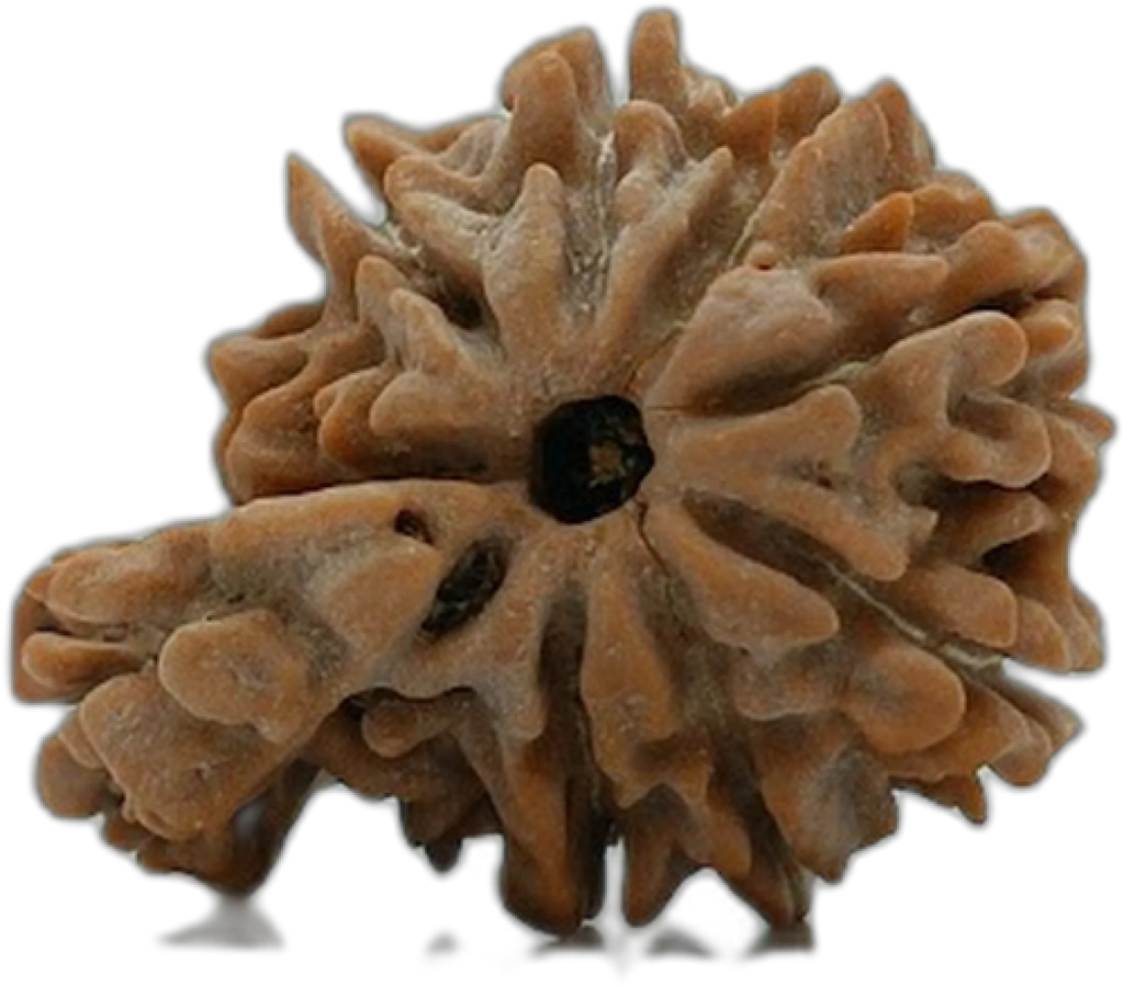 Ek Mukhi Savar Collector Sized Rudraksha