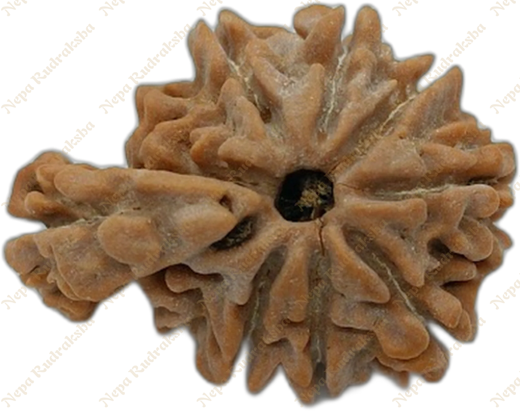 1 mukhi savar collector sized rudraksha