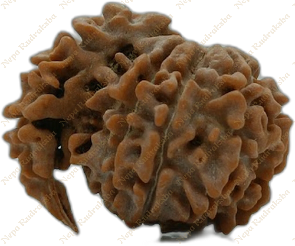 ek mukhi savar rudraksha Medium sized