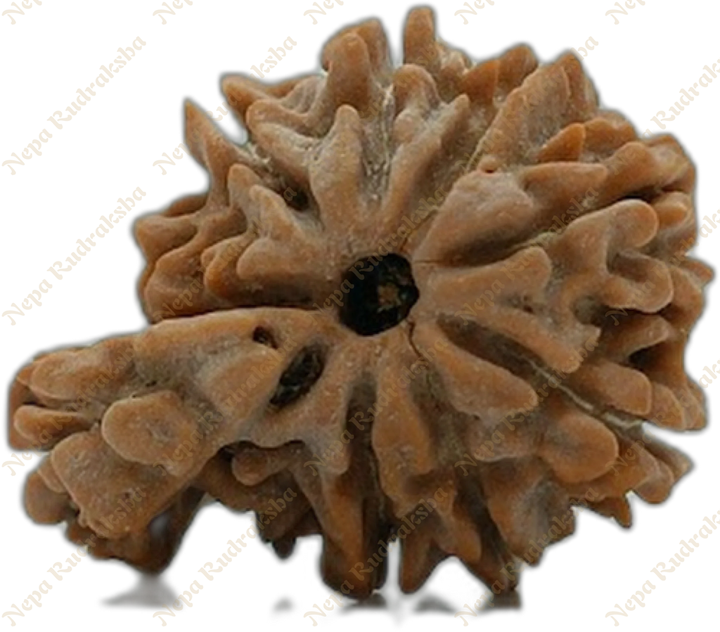 1 mukhi savar rudraksha medium sized