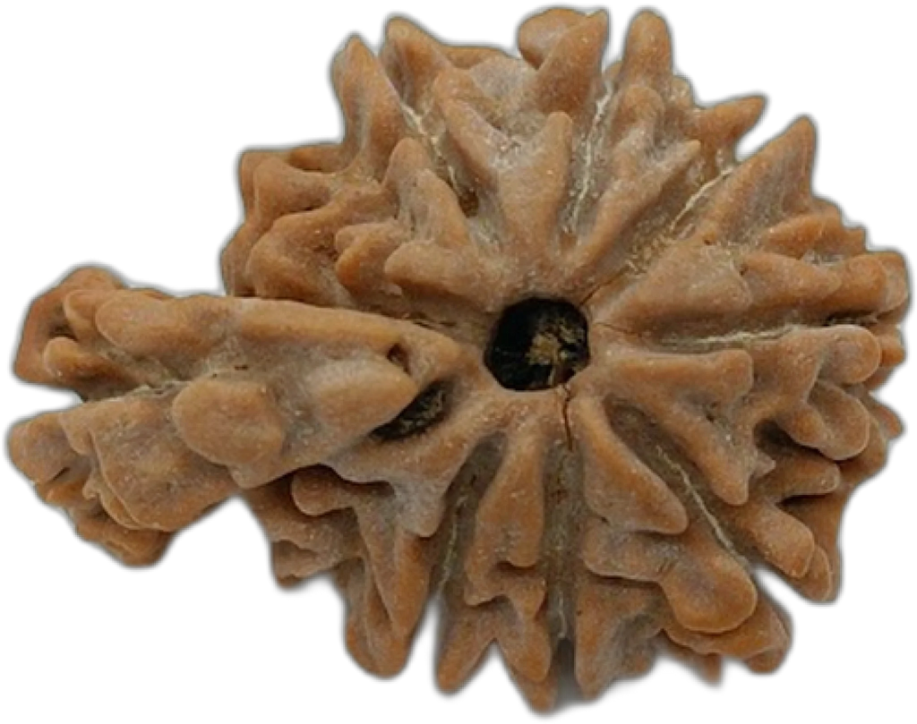 1 Mukhi Savar (Regular)