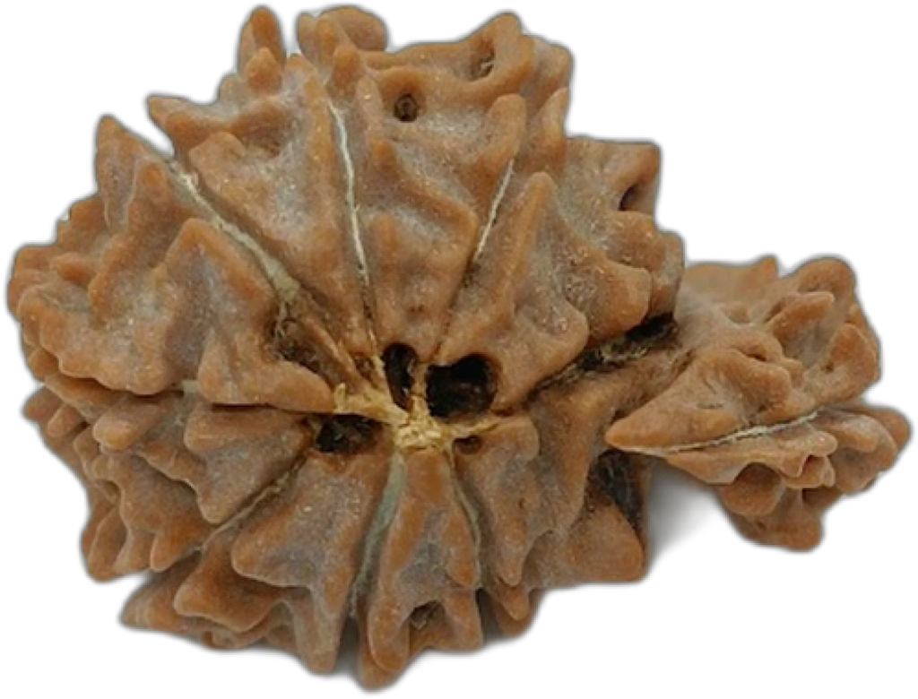 1 Mukhi Savar (Regular)