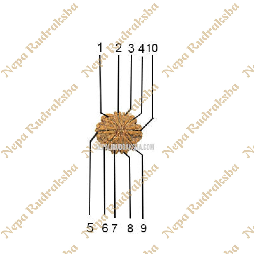 10 Mukhi Collector Rudraksha Face Count