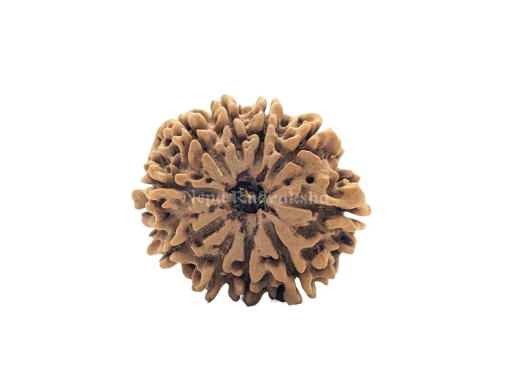 10 Mukhi Collector Rudraksha Front Face