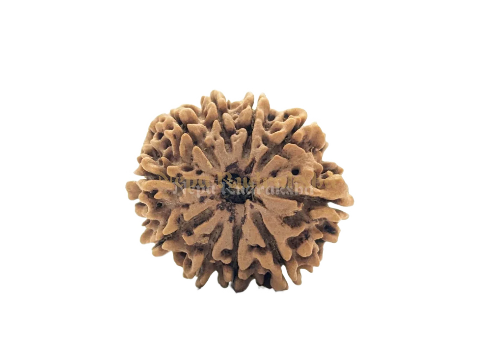 10 Mukhi (Collector) Rudraksha