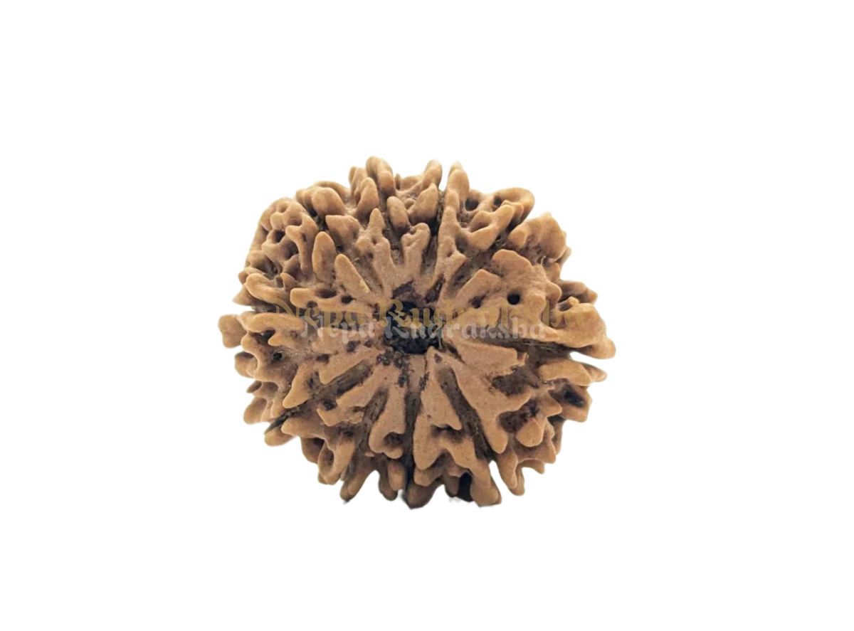 10 Mukhi (Collector) Rudraksha