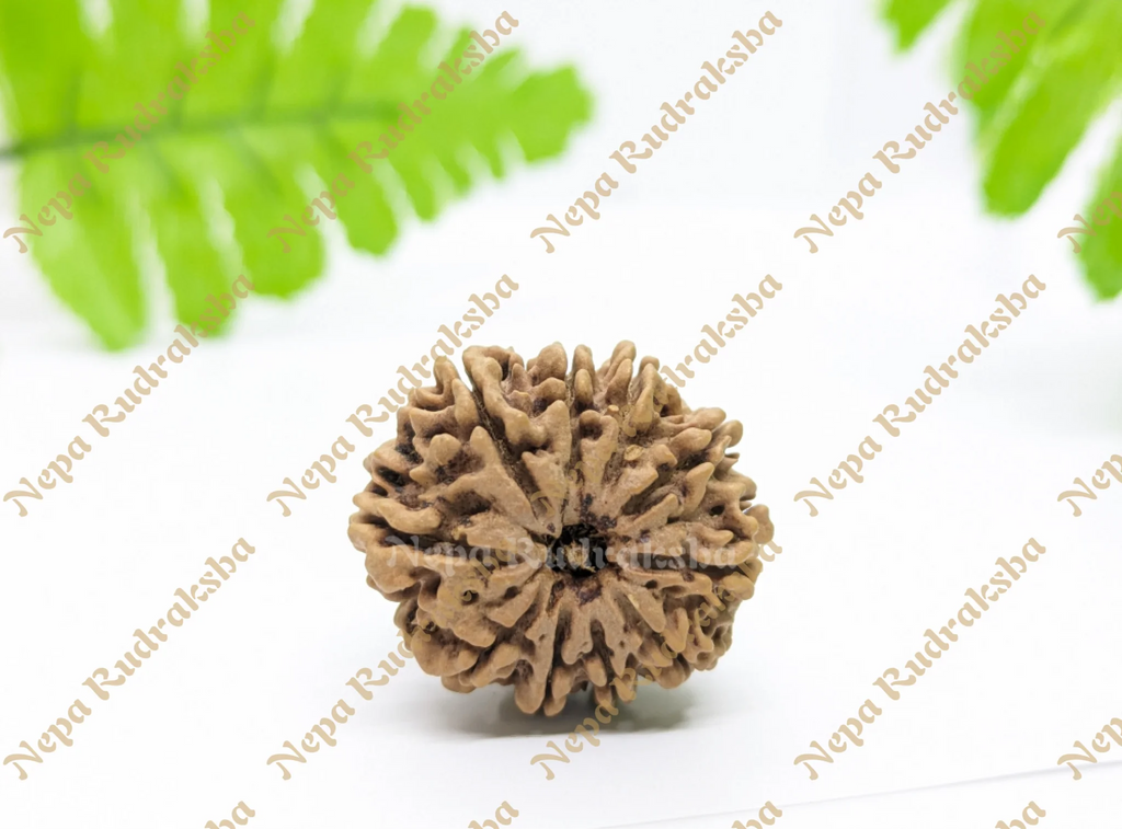 Nepali 10 Mukhi Collector Rudraksha 