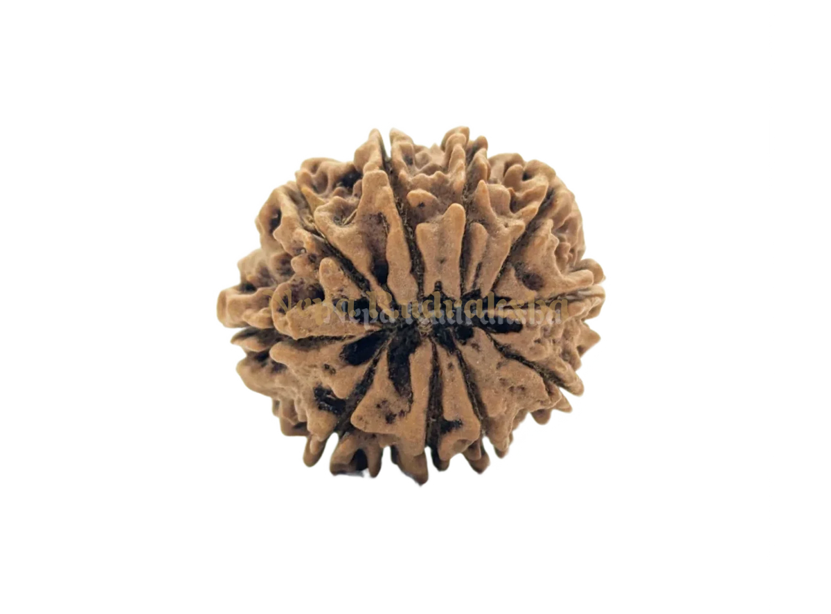 10 Mukhi (Collector) Rudraksha