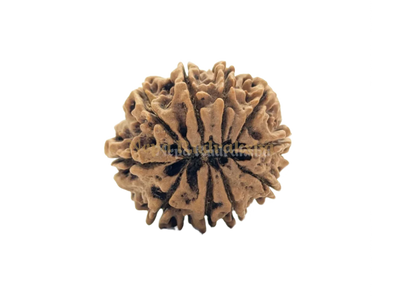 10 Mukhi (Collector) Rudraksha
