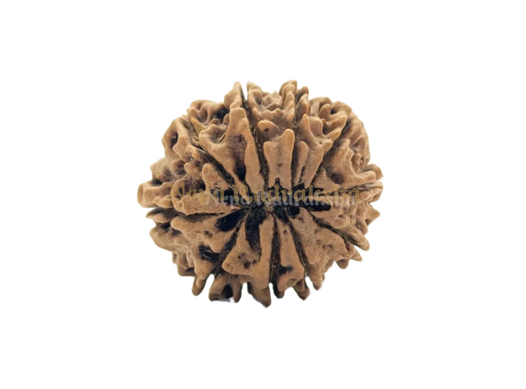 10 Mukhi Collector Rudraksha Back View