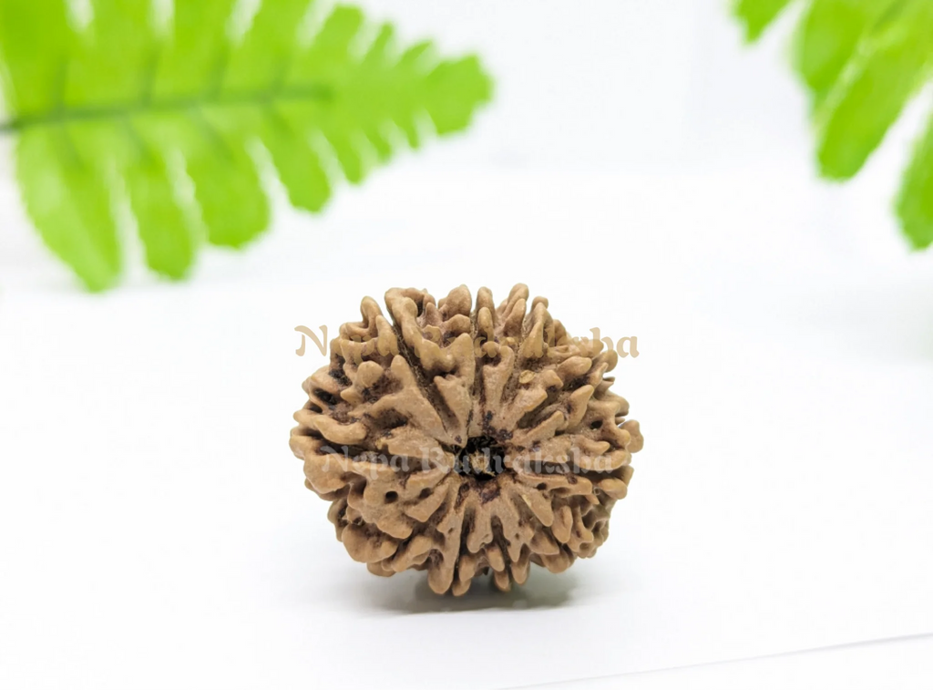 Nepali 10 Mukhi Collector Rudraksha 