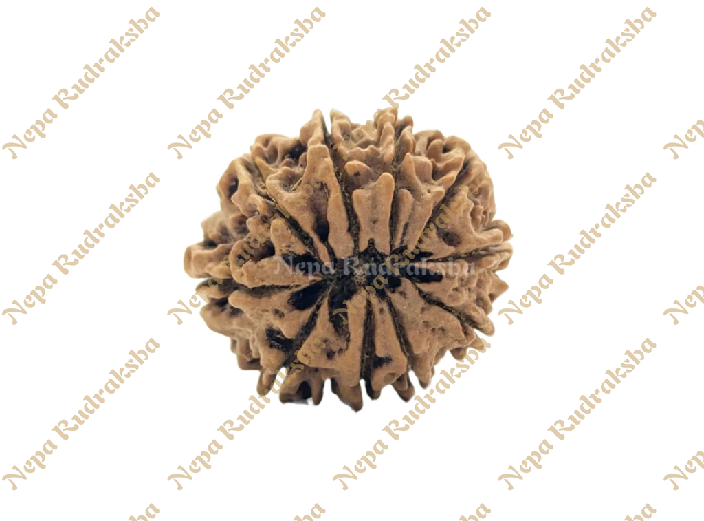 10 Mukhi Collector Rudraksha Back View