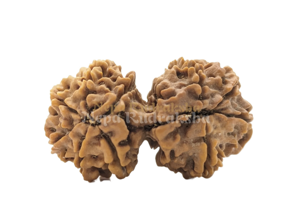 10 Mukhi Gauri Sankhar