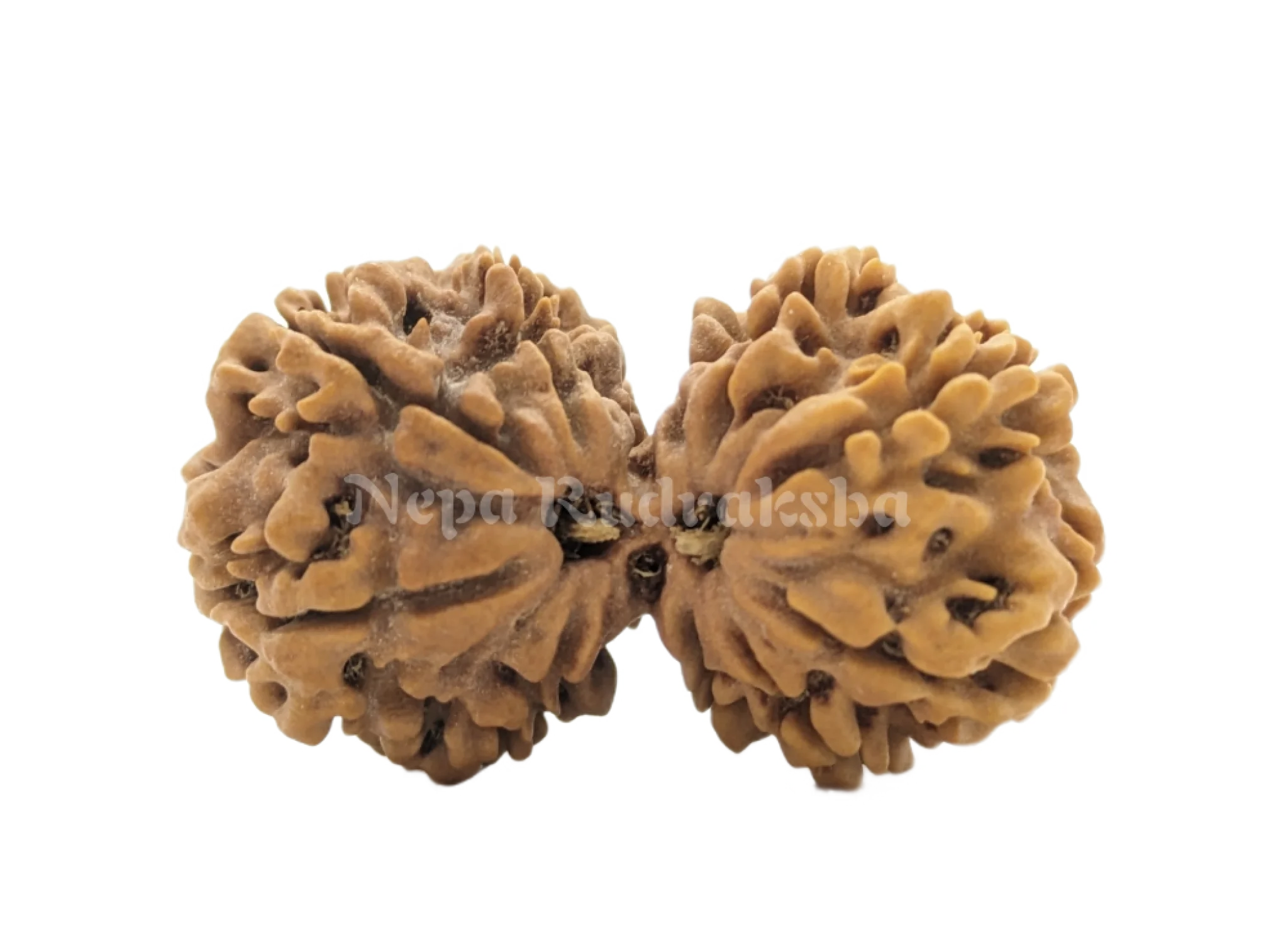 10 Mukhi Gauri Sankhar