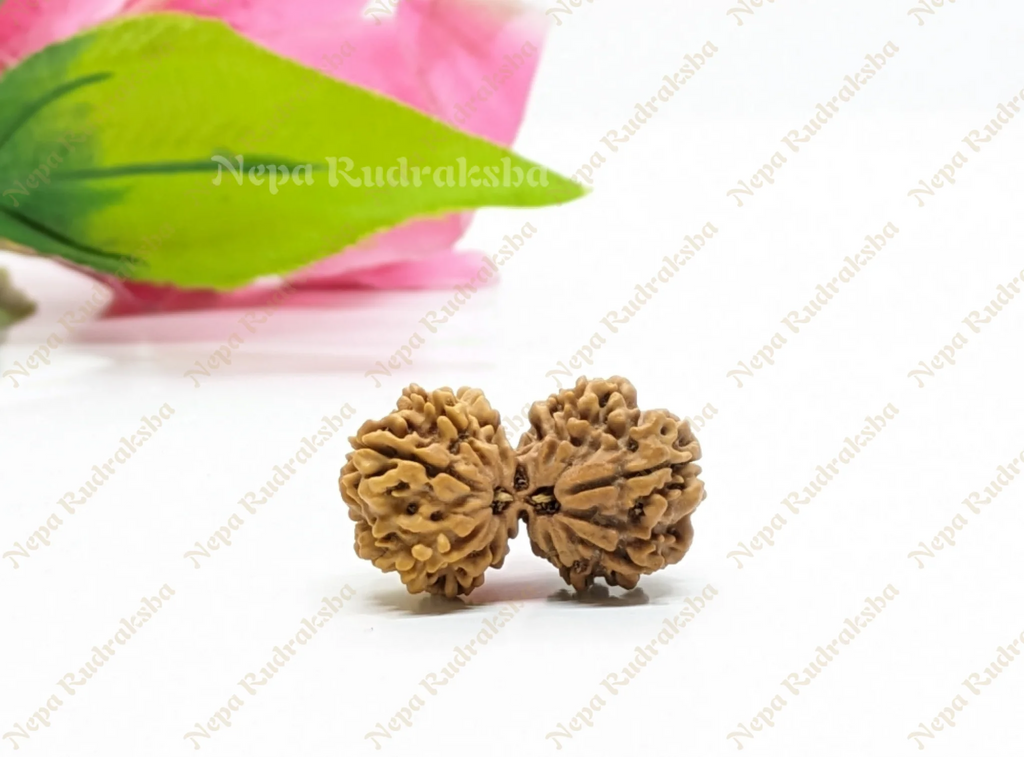 10 Mukhi Gauri Sankhar