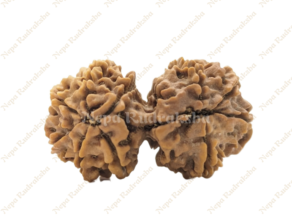 10 Mukhi Gauri Sankhar