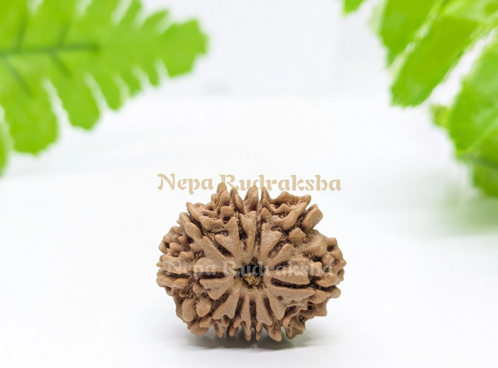 Nepali 10 Mukhi Medium Sized Rudraksha