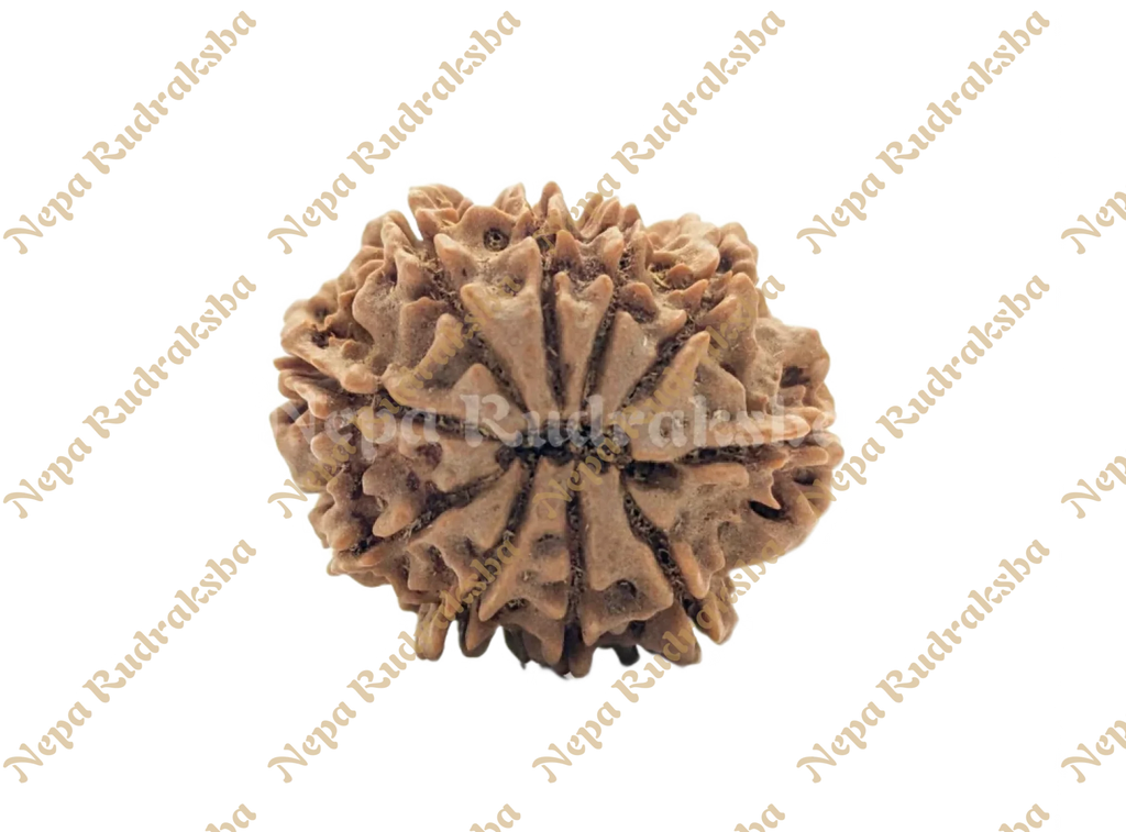 10 Mukhi Rudraksha Medium Sized Back