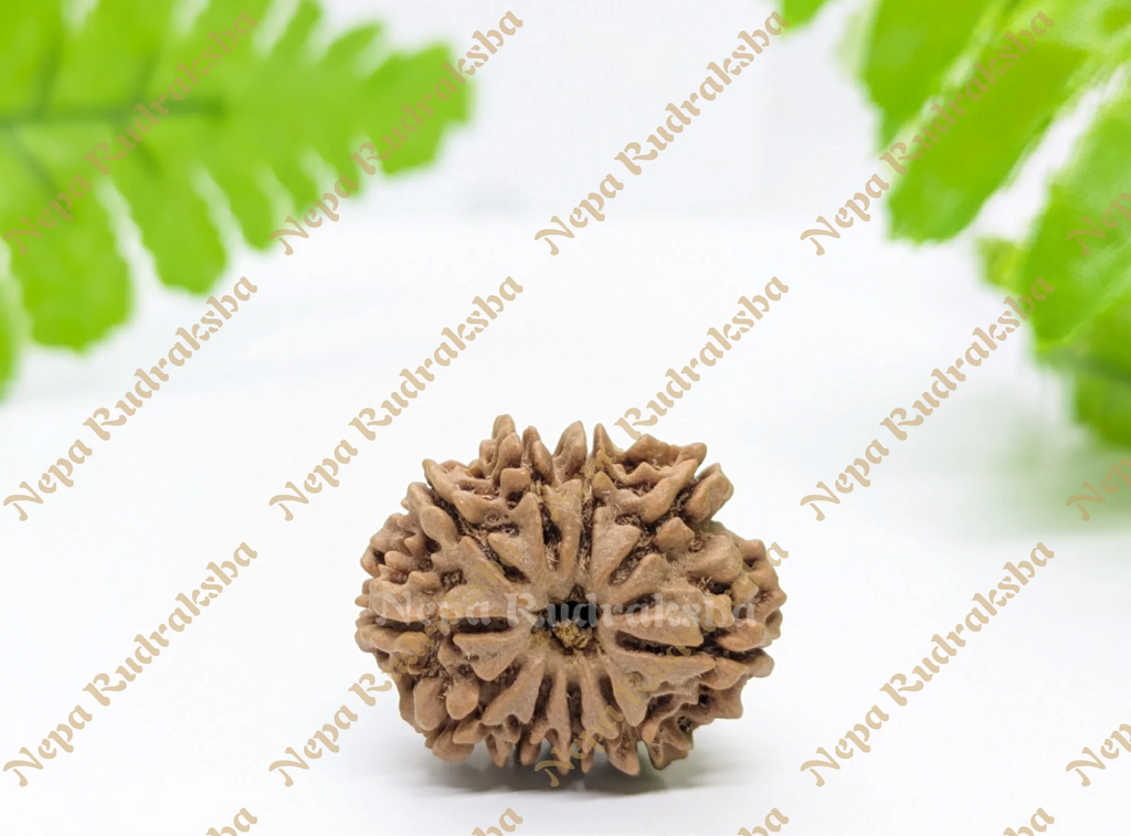 Nepali 10 Mukhi Medium Sized Rudraksha