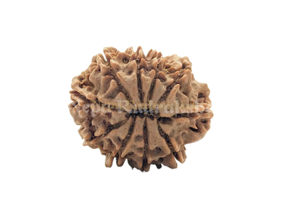 10 Mukhi (Medium) Rudraksha