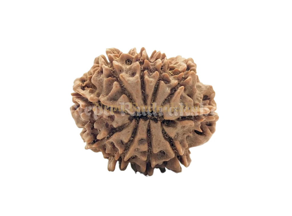 10 Mukhi Rudraksha Medium Sized Back