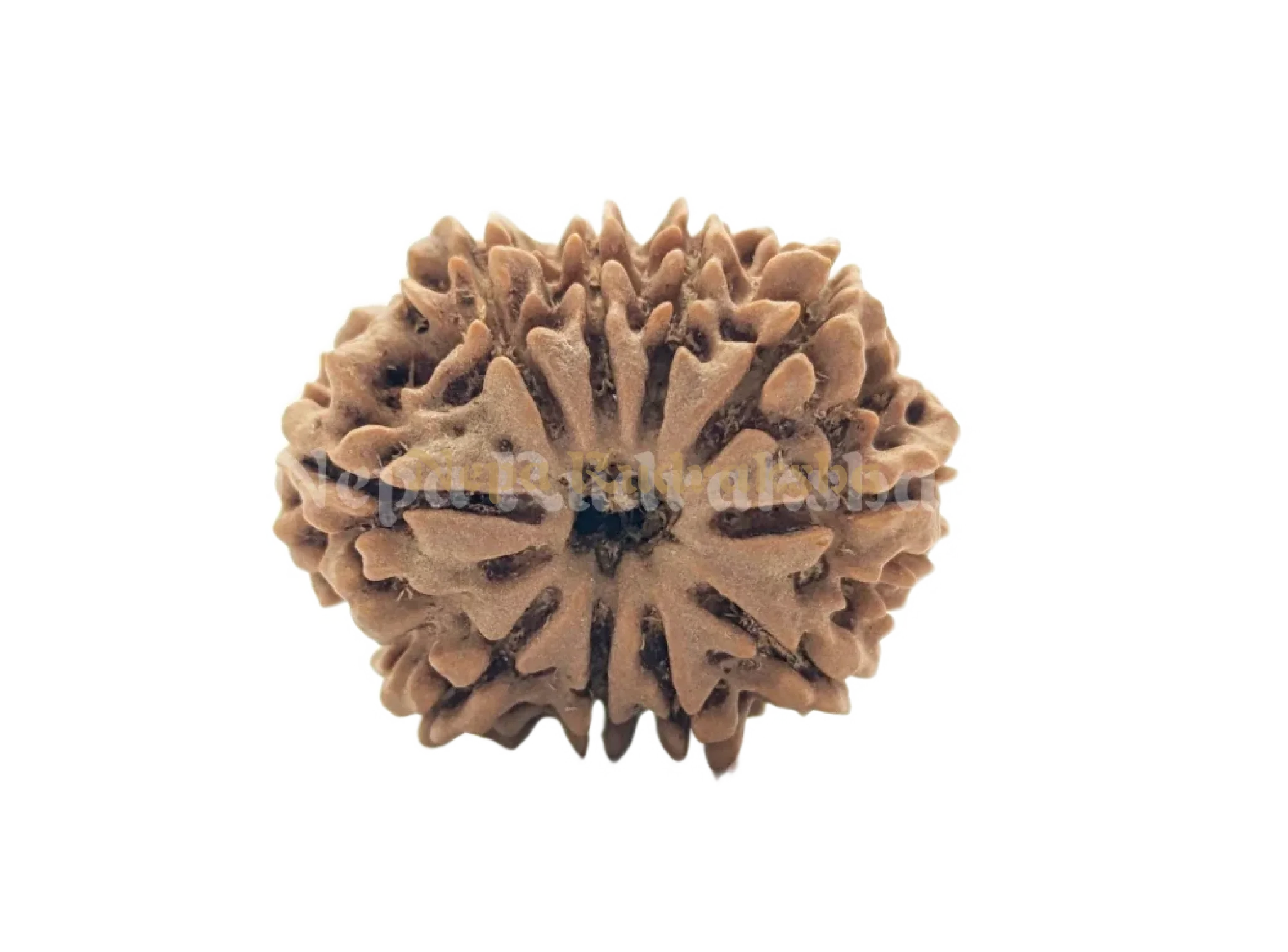 10 Mukhi (Medium) Rudraksha