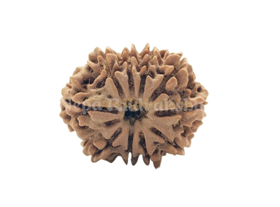 10 Mukhi (Medium) Rudraksha