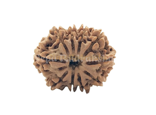 10 Mukhi Rudraksha Medium Sized Front