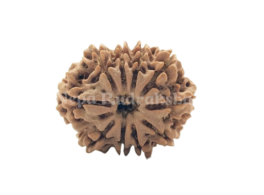 10 Mukhi Rudraksha Medium Sized Front