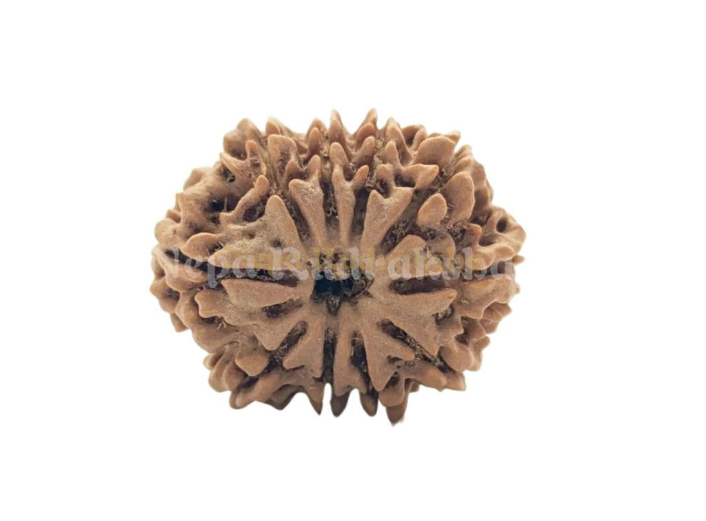 10 Mukhi Rudraksha Medium Sized Front