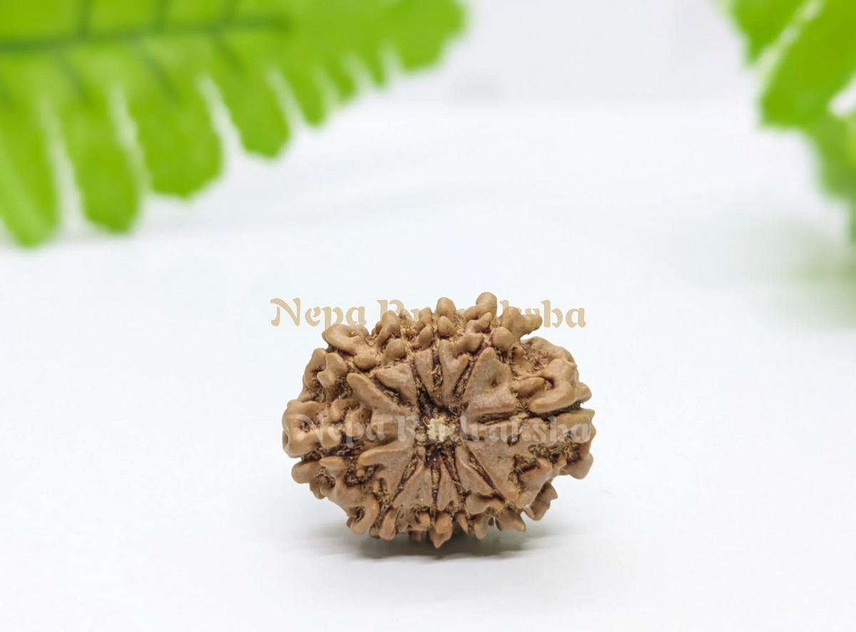 10 Mukhi (Regular) Rudraksha