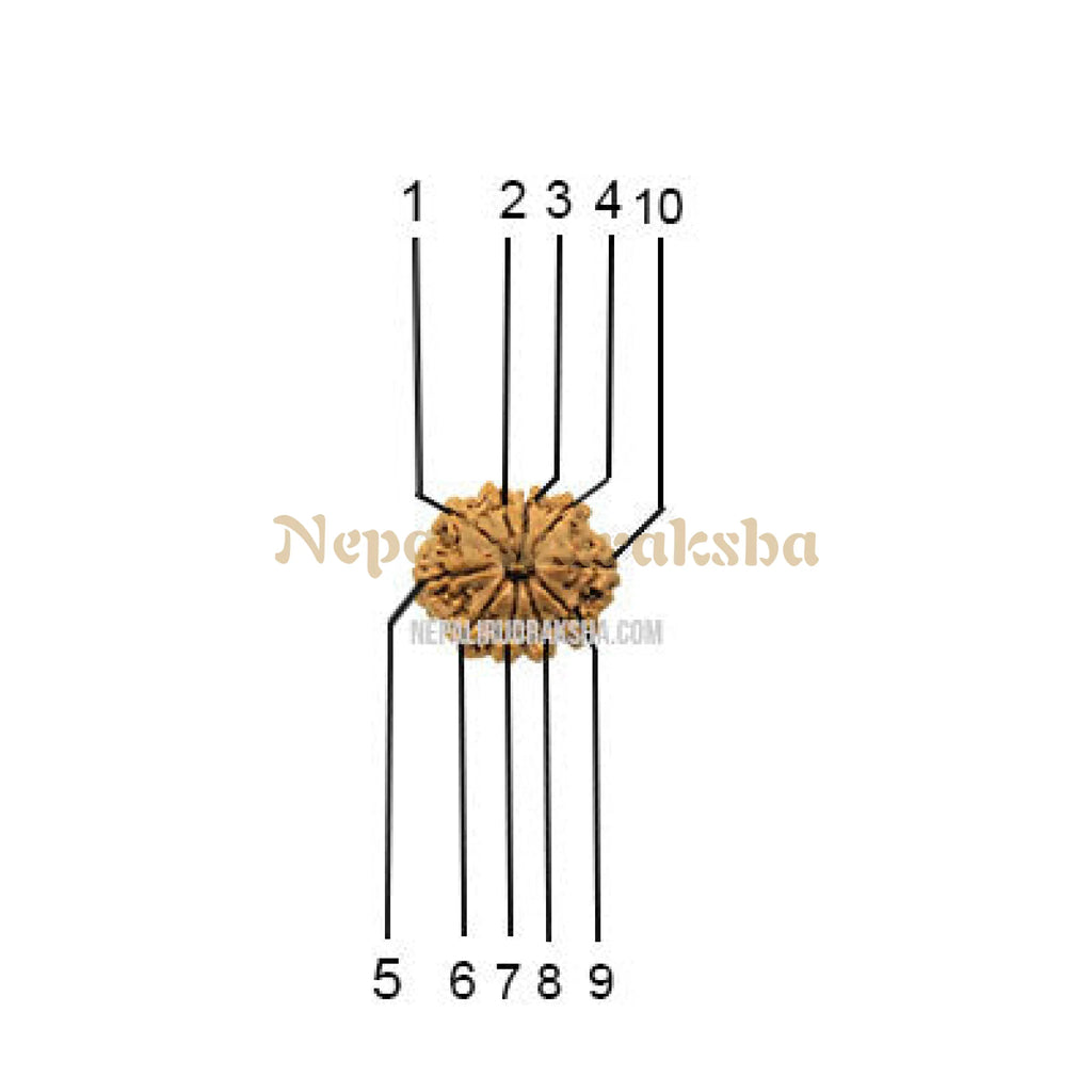 10 Mukhi Rudraksha Face Count