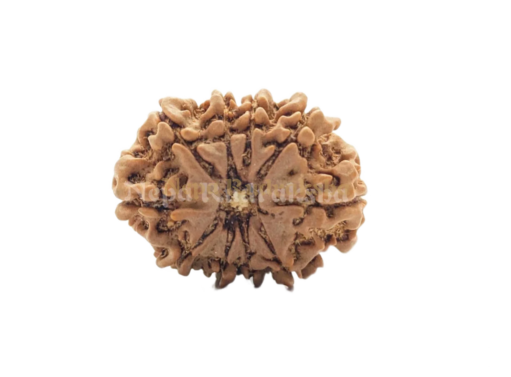 10 Mukhi Rudraksha Front Face