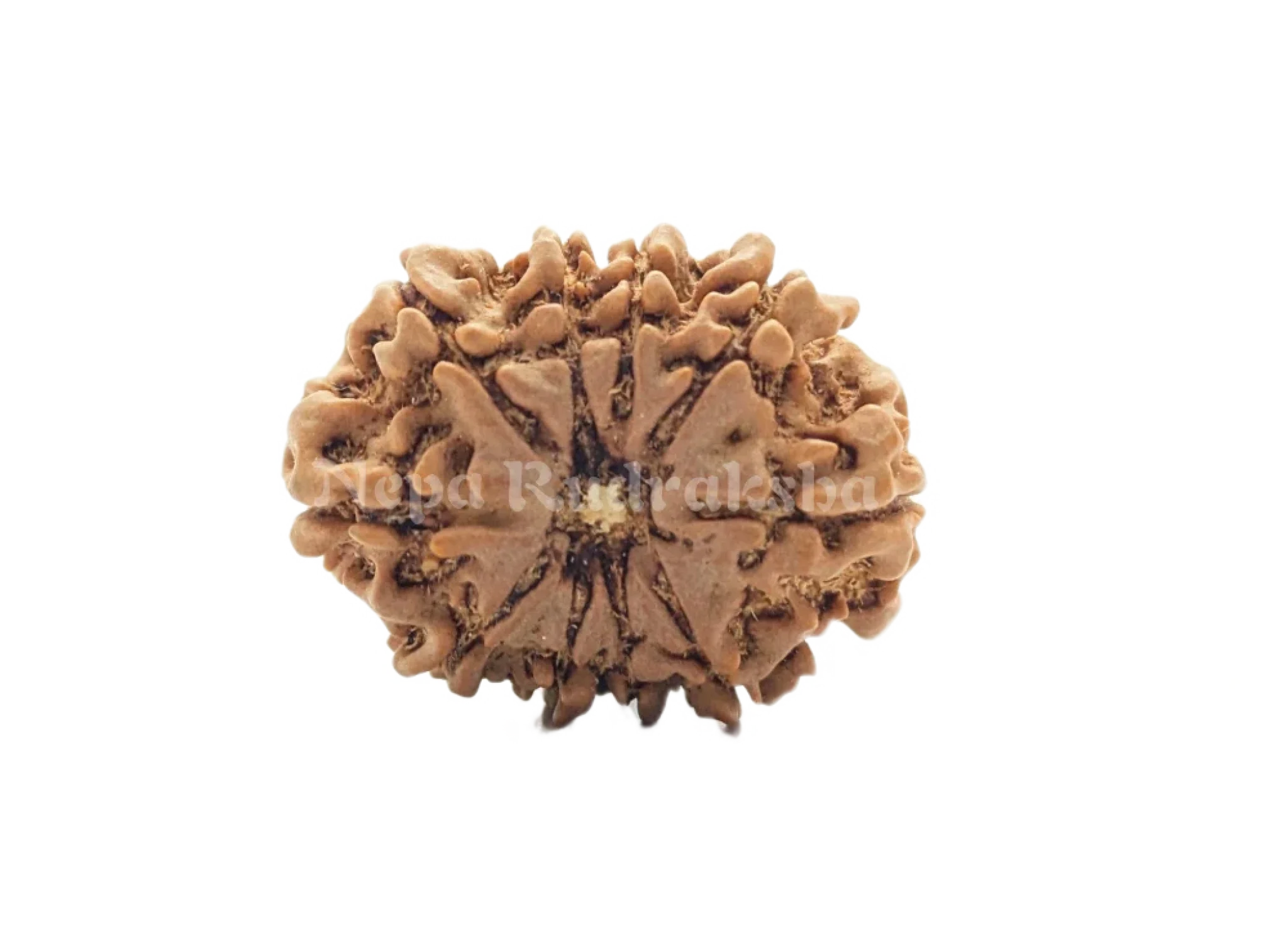 10 Mukhi (Regular) Rudraksha