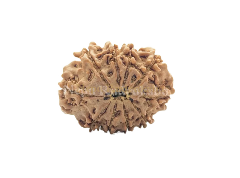 10 Mukhi Rudraksha Back Face