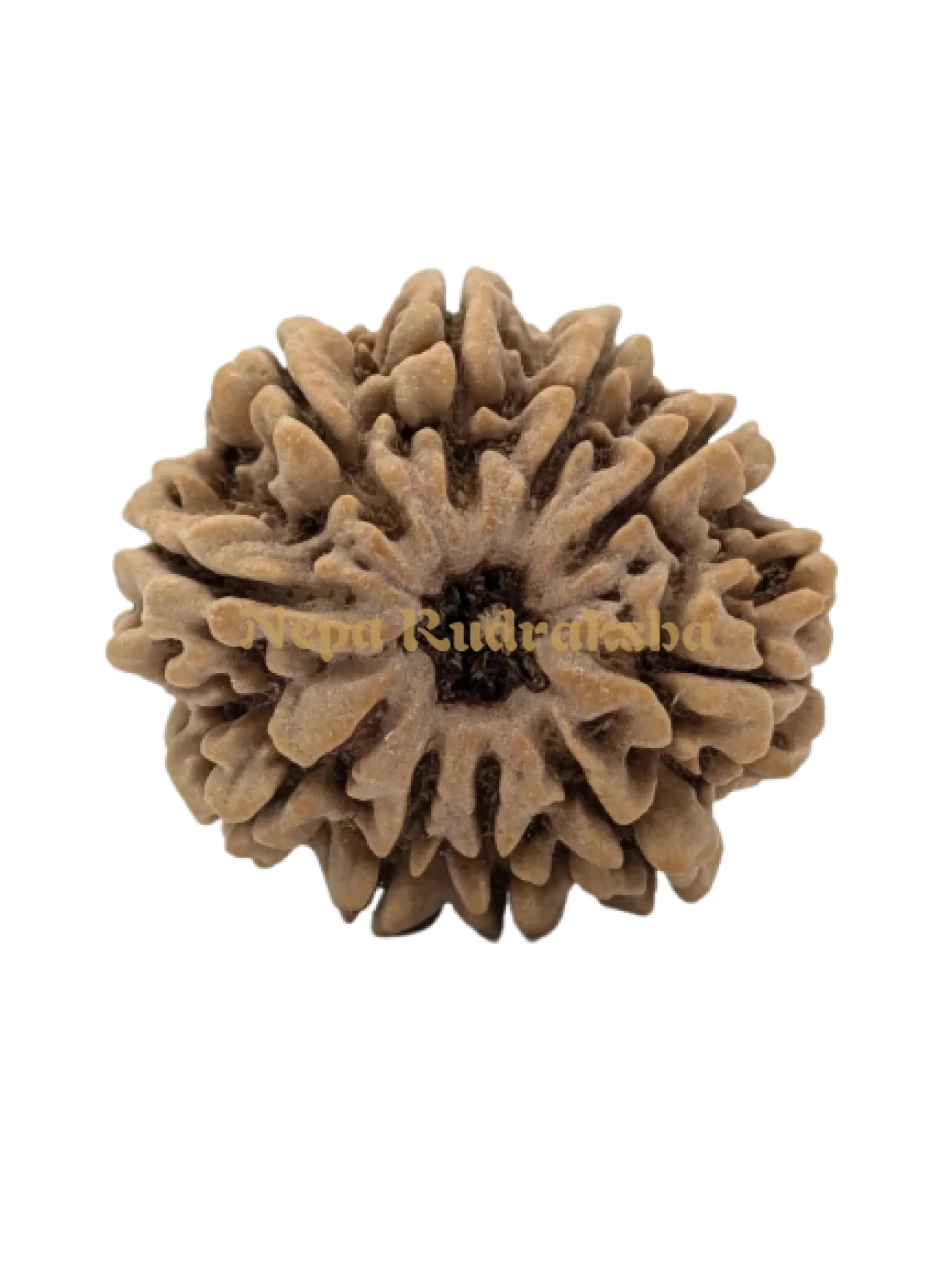 10 Mukhi (Super Collector) Rudraksha